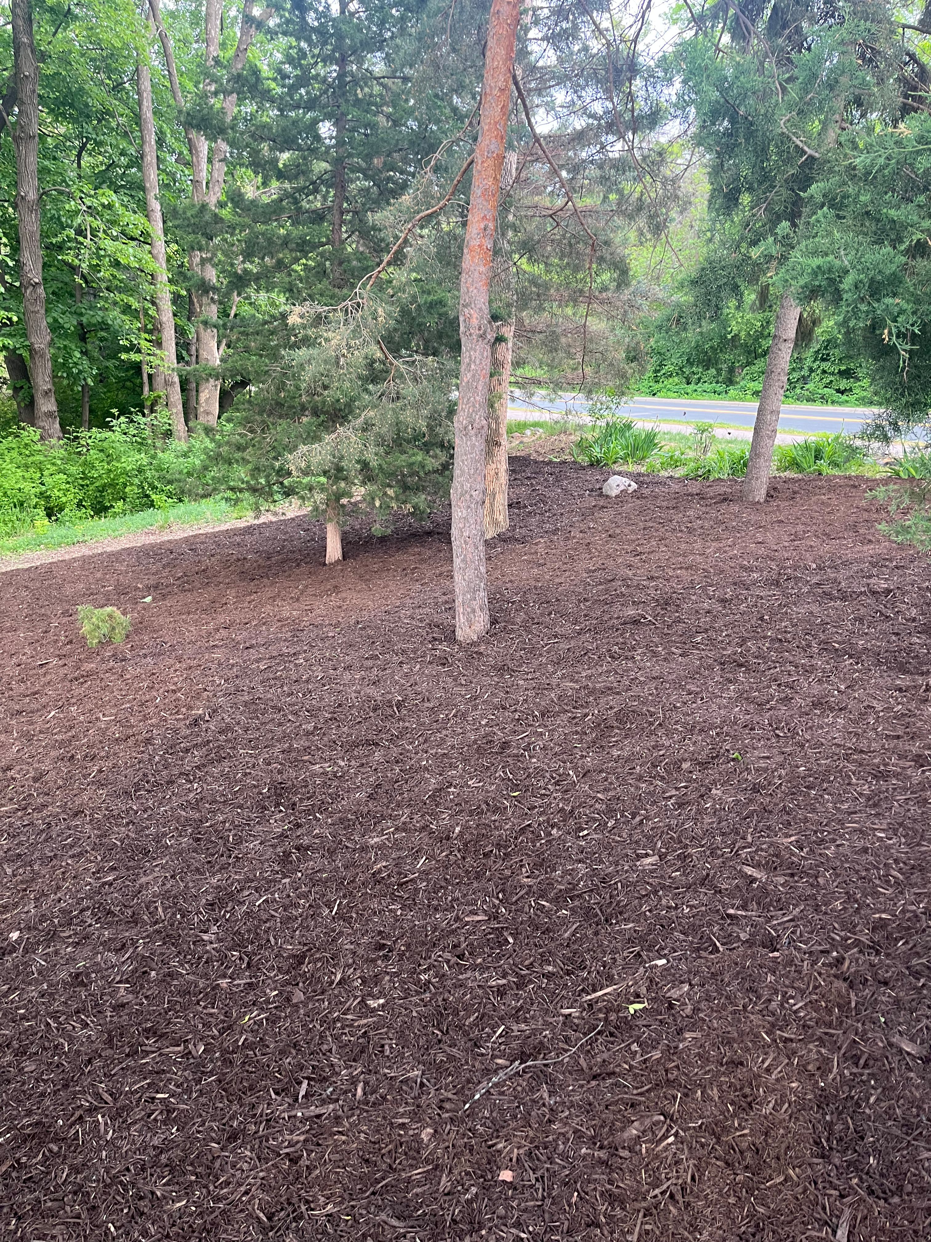Fresh mulch spread around pine trees